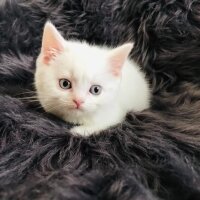 Scottish Fold, Kedi  bal fotoğrafı