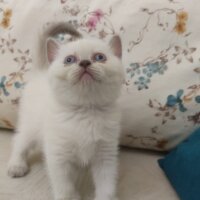 Scottish Fold, Kedi  bal fotoğrafı