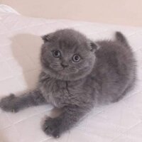 Scottish Fold, Kedi  bal fotoğrafı