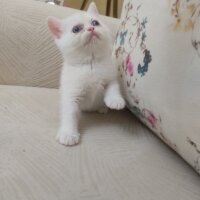 Scottish Fold, Kedi  bal fotoğrafı