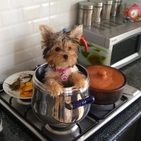 Yorkshire Terrier, Köpek  Mişa fotoğrafı