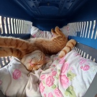 Tekir Kedi, Kedi  Turunç fotoğrafı