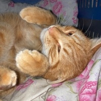 Tekir Kedi, Kedi  Turunç fotoğrafı