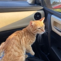 Tekir Kedi, Kedi  Turunç fotoğrafı