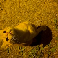 Tekir Kedi, Kedi  Turunç fotoğrafı