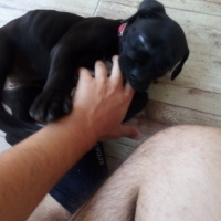 Cane Corso Italiano, Köpek  Marj Jane fotoğrafı