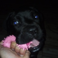 Cane Corso Italiano, Köpek  Marj Jane fotoğrafı