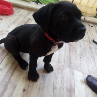 Cane Corso Italiano, Köpek  Marj Jane fotoğrafı