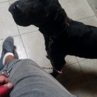 Cane Corso Italiano, Köpek  Marj Jane fotoğrafı