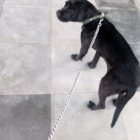 Cane Corso Italiano, Köpek  Marj Jane fotoğrafı