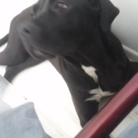 Cane Corso Italiano, Köpek  Marj Jane fotoğrafı