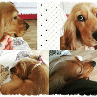 İngiliz Cocker Spaniel, Köpek  Joe cocker  fotoğrafı