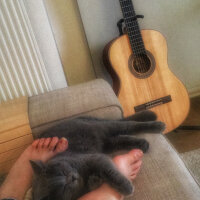 British Shorthair, Kedi  Ateş fotoğrafı