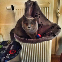 British Shorthair, Kedi  Ateş fotoğrafı