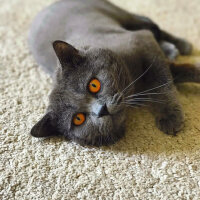 British Shorthair, Kedi  Ateş fotoğrafı