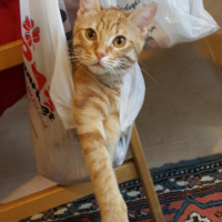 Tekir Kedi, Kedi  şeker fotoğrafı