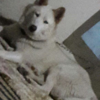 Alaskan Malamute, Köpek  ICE fotoğrafı