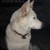 Alaskan Malamute, Köpek  ICE fotoğrafı