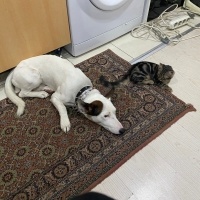 Jack Russell Terrier, Köpek  Russell fotoğrafı