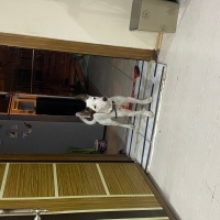 Jack Russell Terrier, Köpek  Russell fotoğrafı