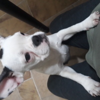 Fransız Bulldog, Köpek  Tokyo fotoğrafı