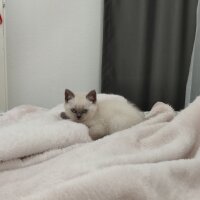 British Shorthair, Kedi  Luna fotoğrafı