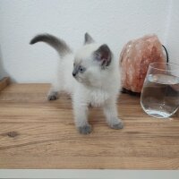 British Shorthair, Kedi  Luna fotoğrafı