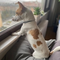 Jack Russell Terrier, Köpek  Luna fotoğrafı