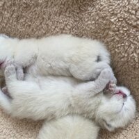 British Shorthair, Kedi  DUMAN fotoğrafı