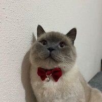 British Shorthair, Kedi  DUMAN fotoğrafı