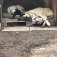 Kangal, Köpek  Babos fotoğrafı