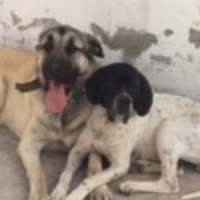 Kangal, Köpek  Babos fotoğrafı