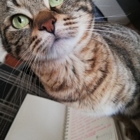 Tekir Kedi, Kedi  Fiona fotoğrafı