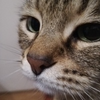 Tekir Kedi, Kedi  Fiona fotoğrafı