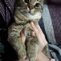 Tekir Kedi, Kedi  Fiona fotoğrafı