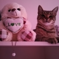 Tekir Kedi, Kedi  Fiona fotoğrafı