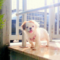 Tibetli Spaniel, Köpek  misha fotoğrafı