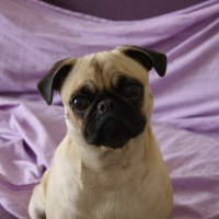 Pug, Köpek  İnsülin fotoğrafı