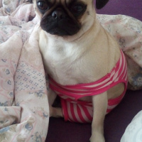 Pug, Köpek  İnsülin fotoğrafı