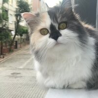 Chinchilla, Kedi  Lady fotoğrafı