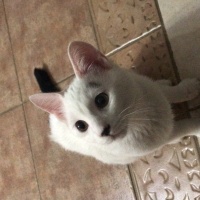 Tekir Kedi, Kedi  Minik fotoğrafı