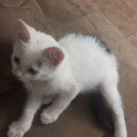 Tekir Kedi, Kedi  Minik fotoğrafı