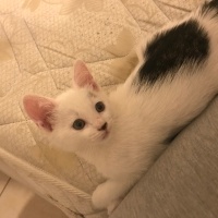 Tekir Kedi, Kedi  Minik fotoğrafı