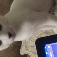 Tekir Kedi, Kedi  Minik fotoğrafı
