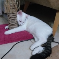Tekir Kedi, Kedi  Minik fotoğrafı