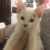Tekir Kedi, Kedi  Minik fotoğrafı