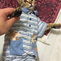 Tekir Kedi, Kedi  Cemile fotoğrafı