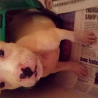 Dogo Arjantin, Köpek  Daryus fotoğrafı