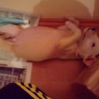 Dogo Arjantin, Köpek  Daryus fotoğrafı