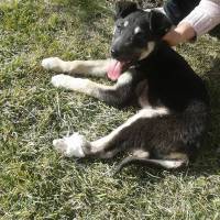 Sibirya Kurdu (Husky), Köpek  ota  fotoğrafı